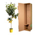 Zitronenbaum im 24cm Topf, 140cm hoch – Frische Zitrusfrüchte & Duft Bild 3