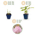 Green boutiQ - Perennial - Astilbe (J) Europa - Plume Spirea - Shade - Pink - 3 Plants - Pot 11cm - Height 15-25cm Bild 4