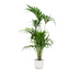 Kentia-Palme mit elho Topf weiß Ø30 - 180 cm Bild 1