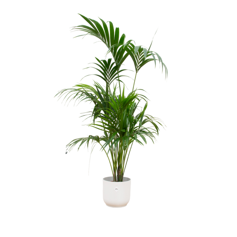 Kentia-Palme mit elho Topf weiß Ø30 - 180 cm