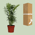 Chamaedorea Elegans Zwergbergpalme Ø12cm, 40cm hoch Bild 4