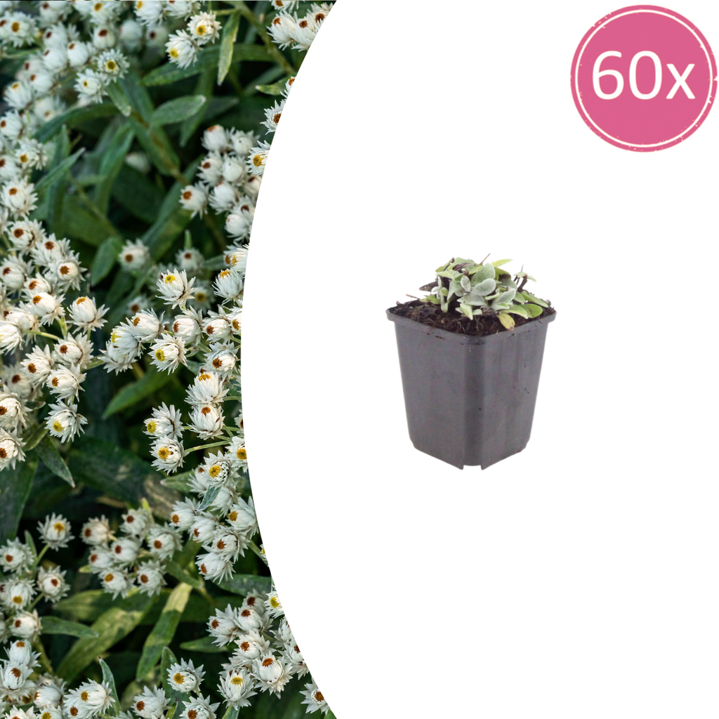 60x Anaphalis triplinervis - ↕10-25cm - Ø9cm