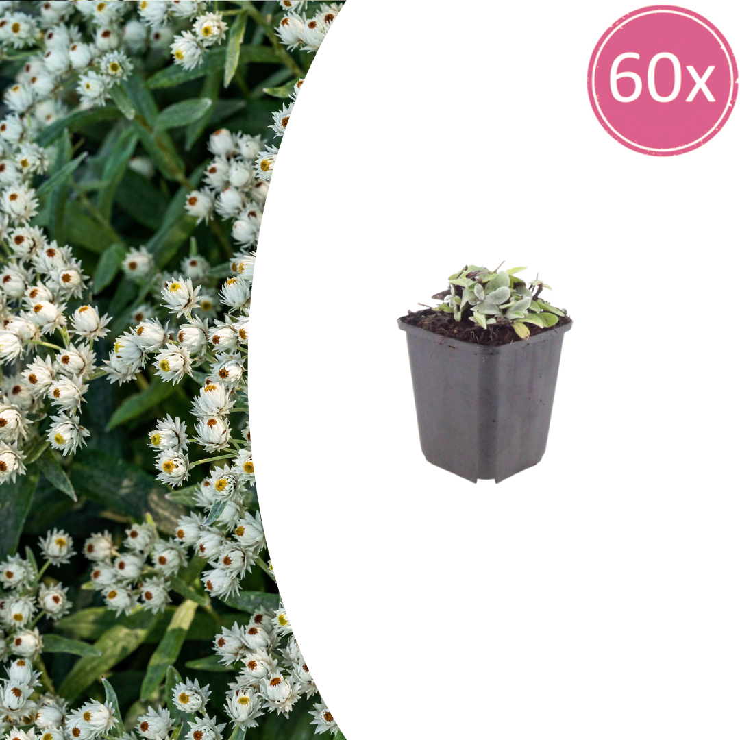 60x Anaphalis triplinervis - ↕10-25cm - Ø9cm