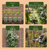 4x Winterjasmin 'Wilsonii' - Kletterpflanze - Ø9cm - Gelb blühend Bild 6