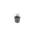 Gaura 'Whirling Butterflies' (10-25cm, Ø9cm) - Elegant Perennial Bild 2