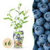 Blaubeere 'Goldtraube' (Vaccinium corymbossum) - 6 Pflanzen Bild 1