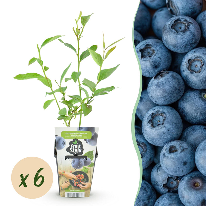 Blaubeere 'Goldtraube' (Vaccinium corymbossum) - 6 Pflanzen