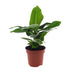 Banana Plant Musa Oriental Dwarf - Ø12cm pot - approx. 35cm tall Bild 1