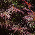 Japanischer Ahorn 'Trompenburg' - Dunkel Lila - 70cm Bild 6
