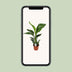 Strelitzia Nicolai - Paradiesvogelblume Ø17cm, ↕70cm Bild 5