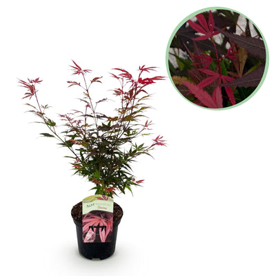 Japanischer Ahorn 'Shaina' - Rote Blätter, 70cm, Topf 19cm