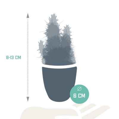 Kaktus- & Sukkulenten-Mischung 5,5 cm | 15 Stück im weißen Topf