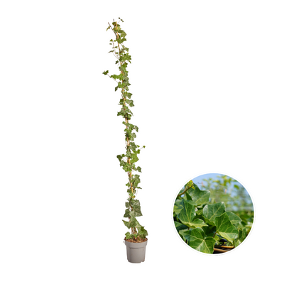 Hedera Hibernica Efeu, gestäbt, 150-175 cm
