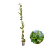 Hedera Hibernica Efeu, gestäbt, 150-175 cm Bild 1