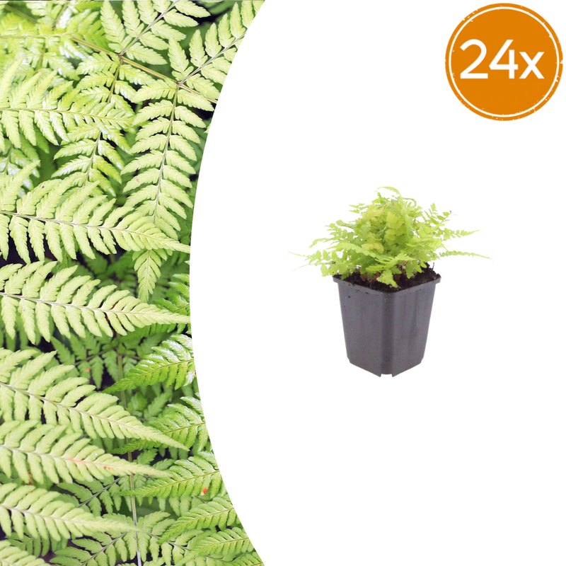 24x Wurmfarn (Dryopteris filix-mas) - 10-25cm hoch, 9cm Topf