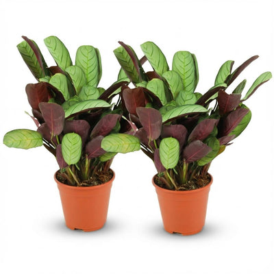 Ctenanthe Amagris Topfpflanze (2 Stück) - Ø 14 cm