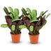 Ctenanthe Amagris Topfpflanze (2 Stück) - Ø 14 cm Bild 1