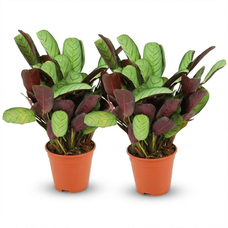 Ctenanthe Amagris Topfpflanze (2 Stück) - Ø 14 cm