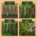 12x Passiflora Rainbow 'Rainbow Glow' - Kletterpflanze, Ø9cm, 35cm Bild 7