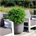 Gartenbambus Moontears Boobux winterhart 70 cm im 29 cm Topf Bild 6