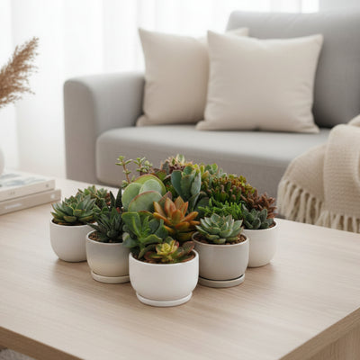 Succulenten Mix - 20 Stück - Ø5,5cm - 10cm Höhe