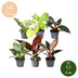 6 Baby Philodendron Vielfalt (Ø6cm) - Farbintensiv & pflegeleicht Bild 5