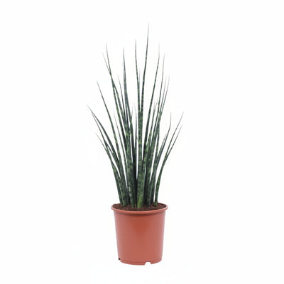 Sansevieria Fernwood Mikado – 80cm hohe Zimmerpflanze im 19cm Topf