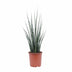Sansevieria Fernwood Mikado - 80cm tall indoor plant in a 19cm pot Bild 1