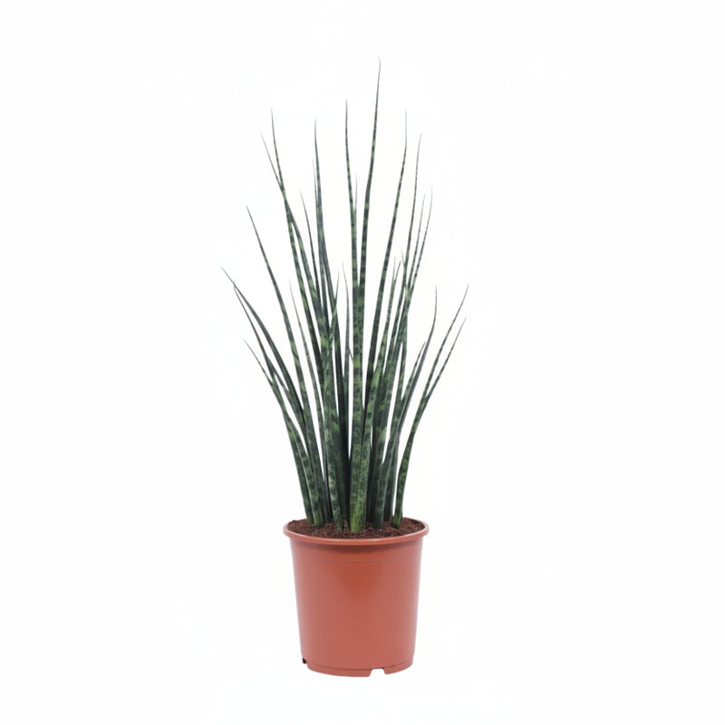 Sansevieria Fernwood Mikado - 80cm tall indoor plant in a 19cm pot