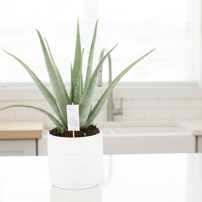 Aloe Vera P24: Sukkulente, Ø24cm, ↕70cm