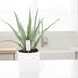 Aloe Vera P24: Sukkulente, Ø24cm, ↕70cm Bild 2