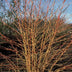 Dogwood 'Midwinter Fire' Set of 48: Radiant Winter Color Bild 5