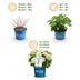 3x Endless Summer Hydrangeas: Blue, Pink, White, winter hardy Bild 4