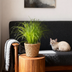 Katzenpflanze Cyperus alternifolius Zumula 2er Set im Korb Bild 5