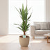 Yucca Palme Ø21cm - 90cm: Elegante Zimmerpflanze für Ihr Zuhause Bild 3