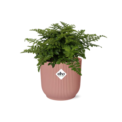 Asplenium Parvati Farn in rosa ELHO Vibes Topf, 14 cm