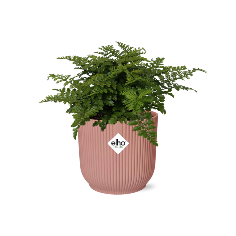 Asplenium Parvati Farn in rosa ELHO Vibes Topf, 14 cm