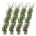Fargesia Red Dragon Bambus: 12x Immergrün, Nicht Ausbreitend, Topf 14cm Bild 2