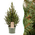 Picea glauca Conica - Zuckerhutfichte - Grün - Weihnachtsbaum - Ø17cm - ↕65cm Bild 1