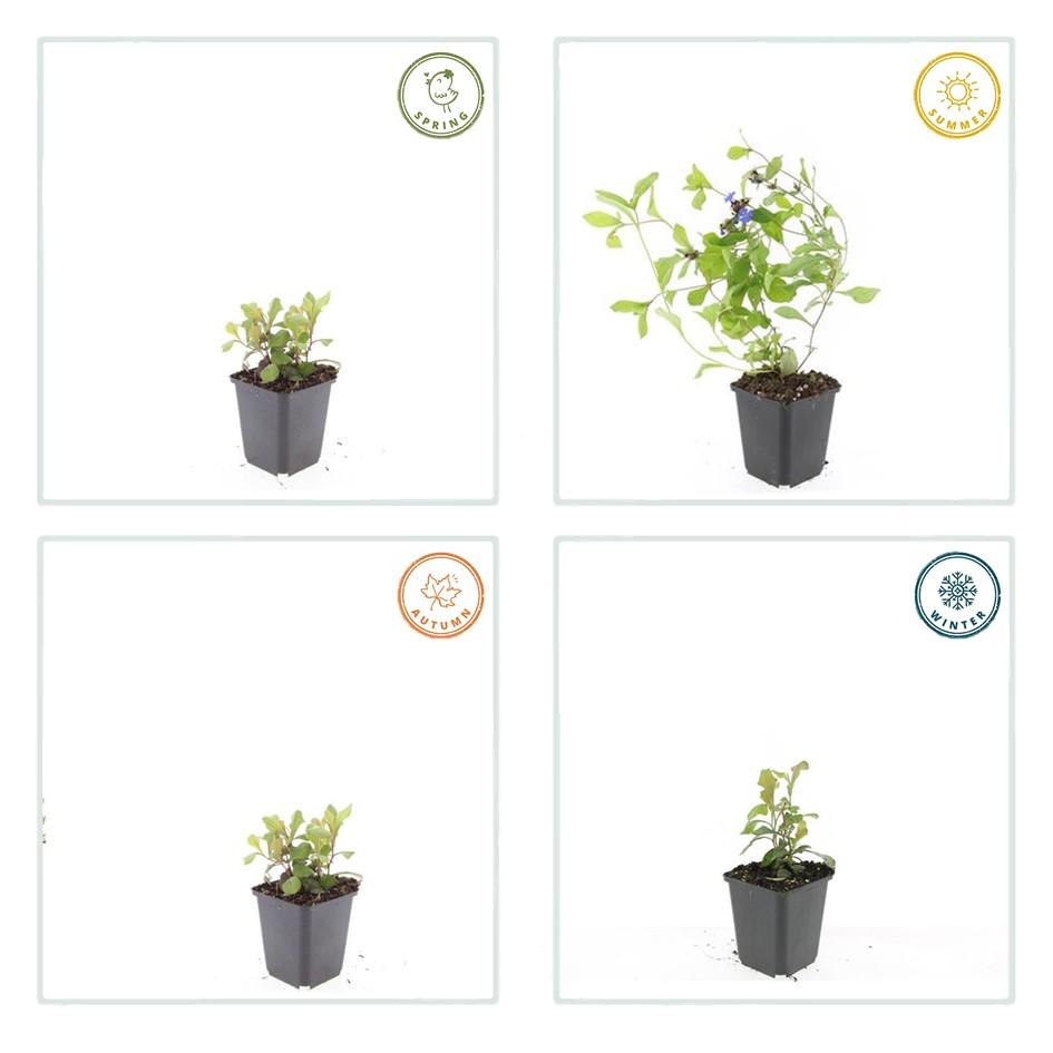 24x Ceratostigma plumbaginoides  - ↕10-25cm - Ø9cm