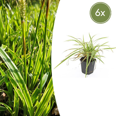 6x Carex morrowii 'Aureovariegata' - ↕10-25cm - Ø9cm