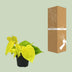 Philodendron Lime (Ø12cm, ↕20cm) - Easy-Care Houseplant Bild 4