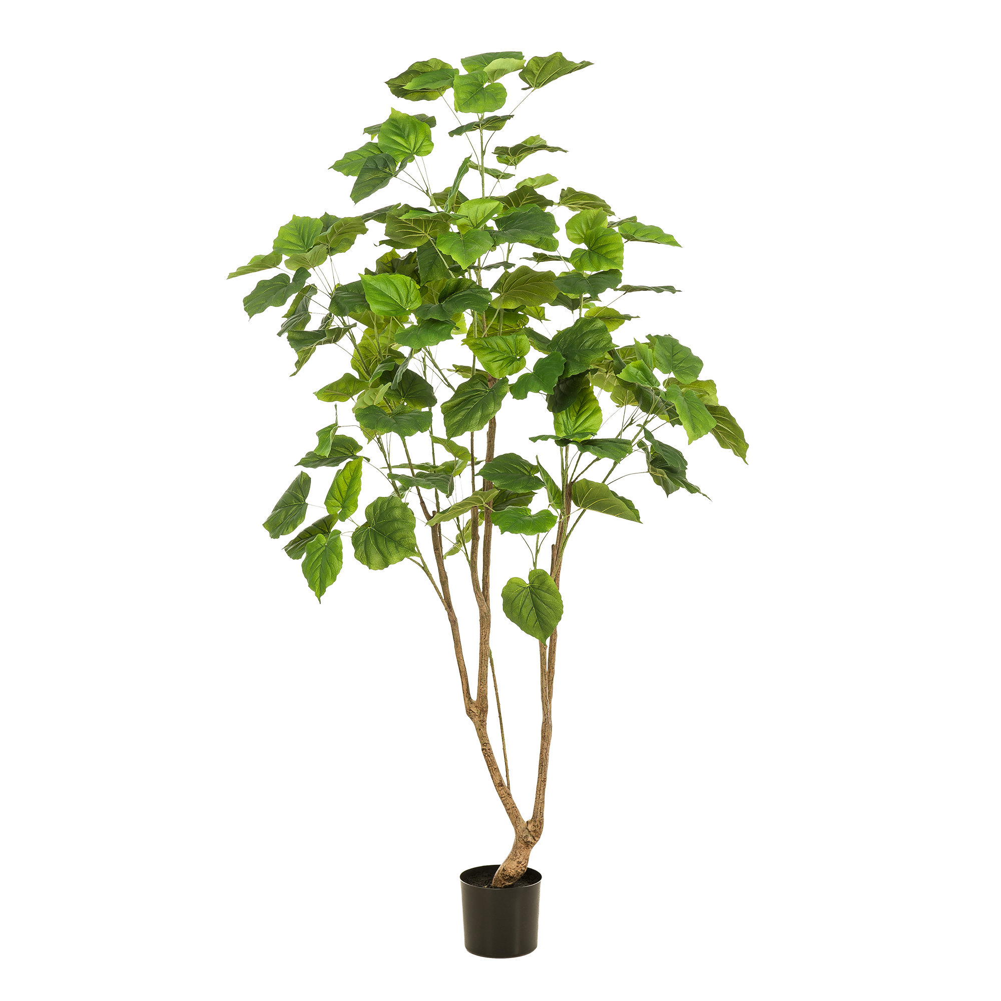 Kunstplant - Ficus umbellate - Afrikaanse vijg - 180cm