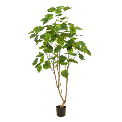 Künstlicher Ficus umbellata (Afrikanische Feige), 180 cm