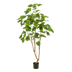 Künstlicher Ficus umbellata (Afrikanische Feige), 180 cm Bild 1
