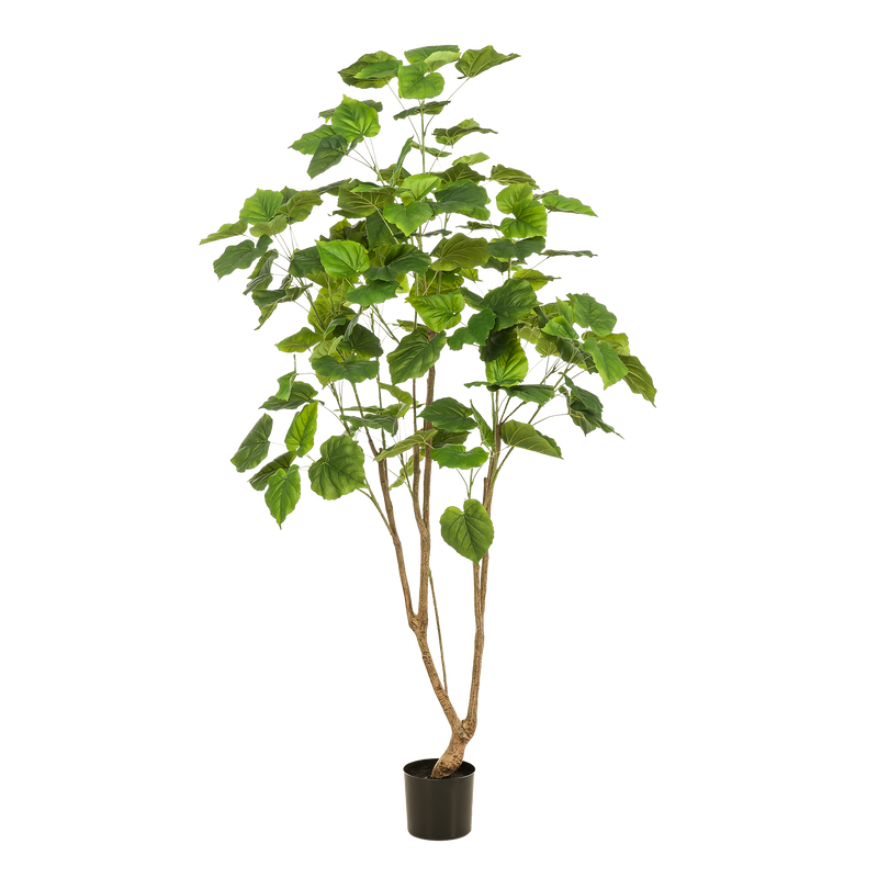 Künstlicher Ficus umbellata (Afrikanische Feige), 180 cm
