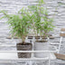 12x Fargesia rufa Bamboo - 40cm height, Ø14 pot Bild 5