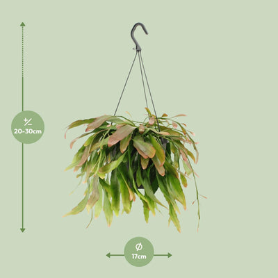 Rhipsalis Red Coral Zimmerpflanze | Ø17cm | ↕25cm