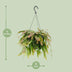 Rhipsalis Red Coral Houseplant | Ø17cm | ↕25cm Bild 2