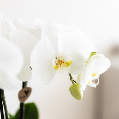 Weiße Amabilis Orchidee Geschenkset mit Oyster Übertopf & Giftbox